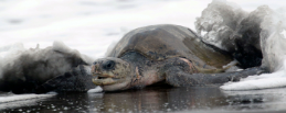 Tortuga lora